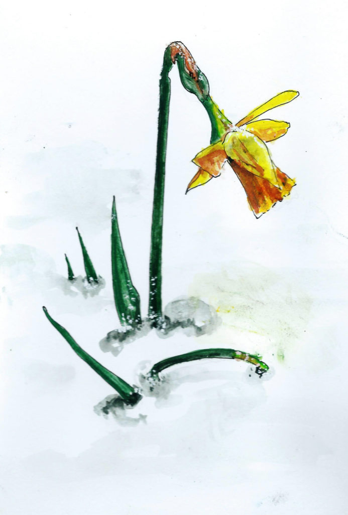 daffodil day - HeadStuff.org