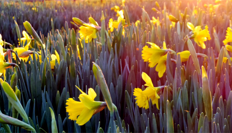 Daffodil Day - HeadStuff.org