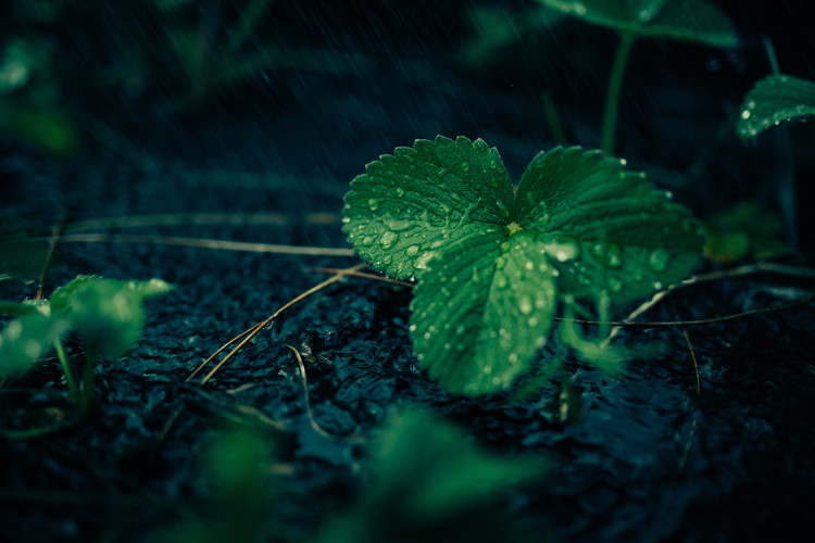 Poetry Competition Commended | After The Rain by Barbara Murray