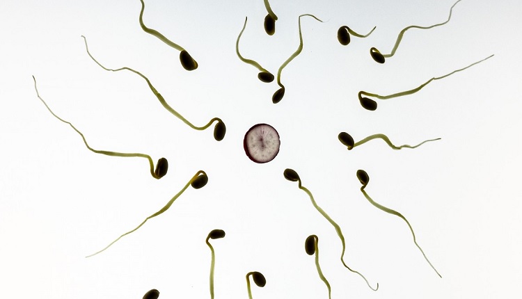A bunch of sperm and an egg in the middle | HeadStuff.org