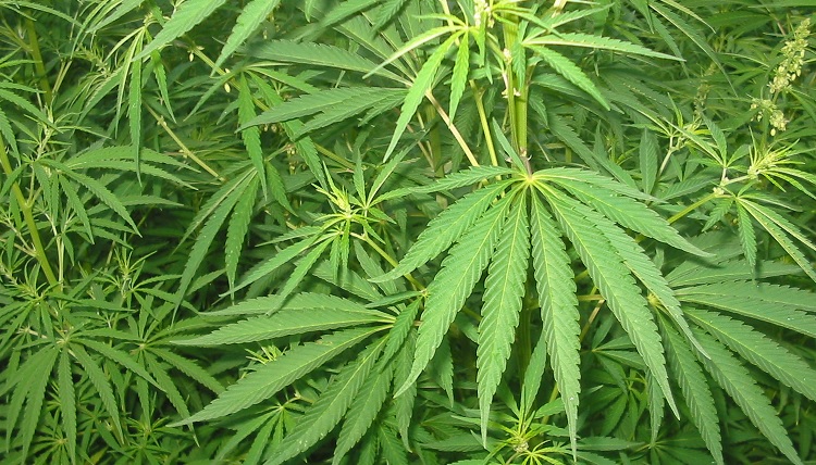 Cannabis medicinal plant | HeadStuff.org